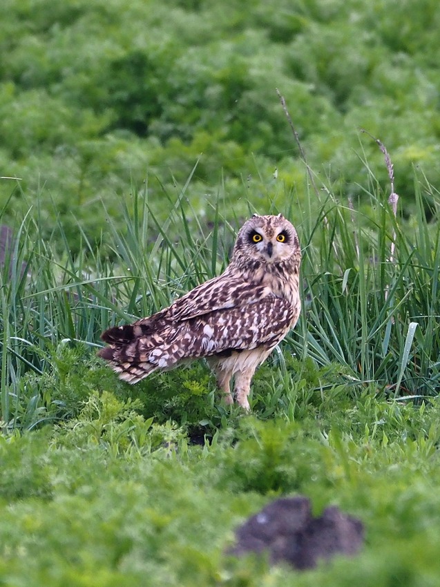 Gufo di palude (Asio flammeus)